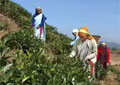 Border Glimpses